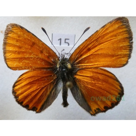 Lycaena virgaureae (Linnaeus, 1758) male Czerwończyk dukacik Czech15